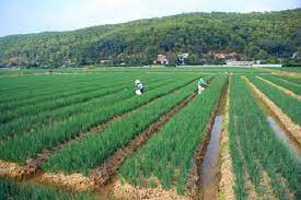 VIDEO: Kinh Môn phát triển nông nghiệp theo hướng tăng trưởng xanh
